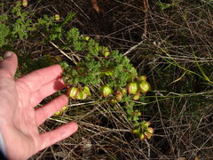 Dodonaea pinnata