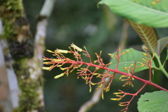 Palicourea padifolia