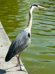 Ardea cinerea