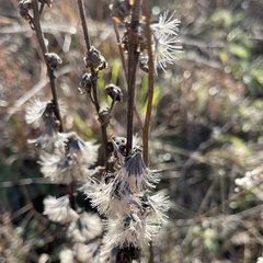 Liatris aspera