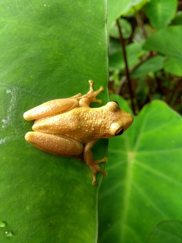 Ribeirão Branco Snouted Tree Frog