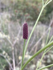 Eryngium ebracteatum