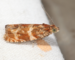 Olethreutes electrofuscum