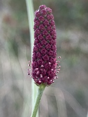 Eryngium ebracteatum