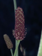 Eryngium ebracteatum