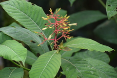 Palicourea padifolia