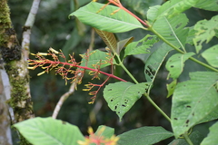 Palicourea padifolia