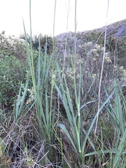 Eryngium ebracteatum