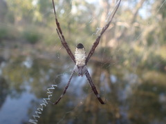 Argiope radon