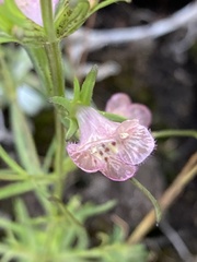 Agalinis communis