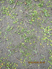 Isolepis cernua cernua