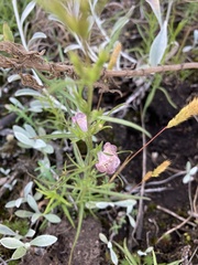 Agalinis communis