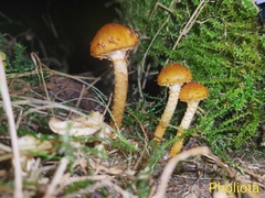 Pholiota