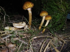 Pholiota