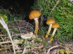 Pholiota