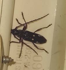 Ambonus interrogationis