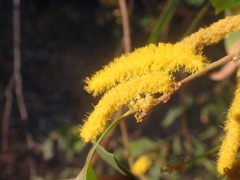 Acacia difficilis