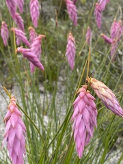Johnsonia teretifolia