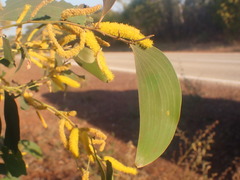 Acacia difficilis