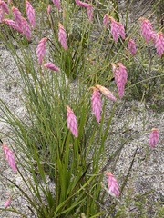 Johnsonia teretifolia