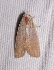 Palpidia pallidior