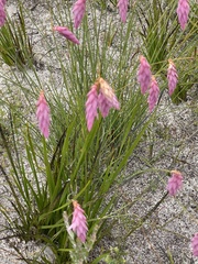 Johnsonia teretifolia