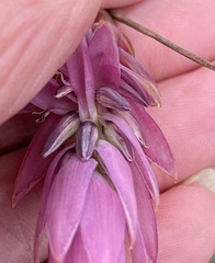 Johnsonia teretifolia