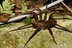 Dolomedes raptor