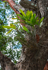 Epidendrum stamfordianum