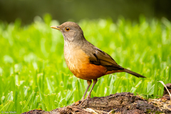 Turdus rufiventris