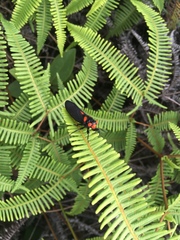 Huechys sanguinea