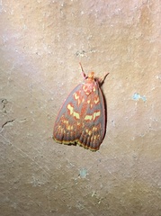 Himmacia
