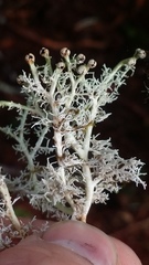 Sphaerophorus venerabilis