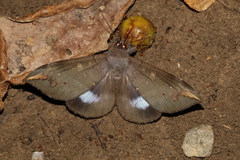 Ischyja ferrifracta