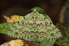 Ophthalmitis