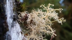 Sphaerophorus venerabilis