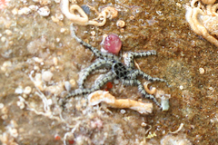 Ophiactis savignyi