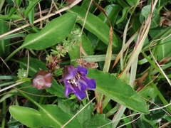 Gentiana laevigata