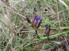 Gentiana laevigata