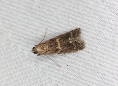 Mesciniadia infractalis