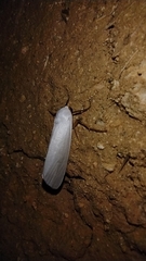 Pygarctia roseicapitis