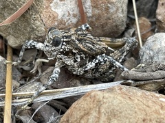 Phrynotettix robustus