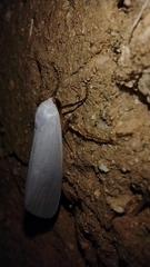 Pygarctia roseicapitis