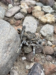 Phrynotettix robustus