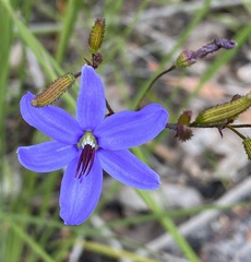 Agrostocrinum hirsutum
