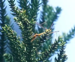 Nephrotoma australasiae