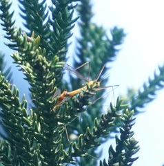 Nephrotoma australasiae