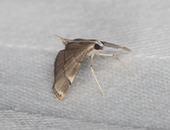 Cangetta hartoghialis