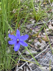 Agrostocrinum hirsutum