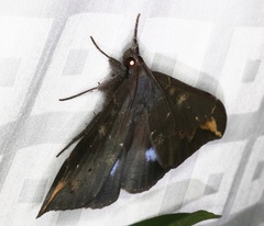 Ischyja ferrifracta